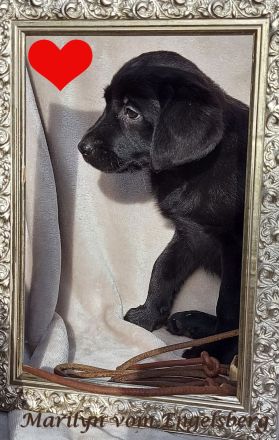 ❤️Wunderschöne Labrador Welpen mit Papieren / Ahnentafel aus Vereinszucht