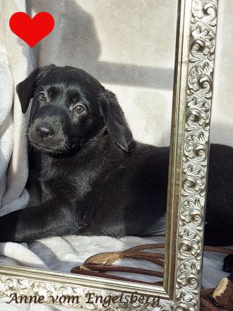 ❤️Wunderschöne Labrador Welpen mit Papieren / Ahnentafel aus Vereinszucht