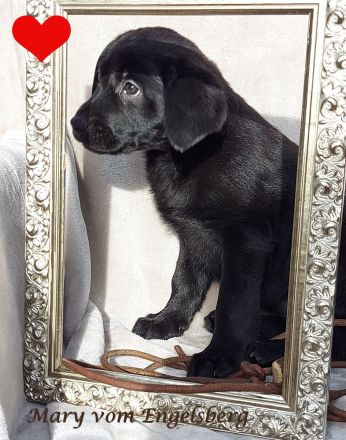 ❤️Wunderschöne Labrador Welpen mit Papieren / Ahnentafel aus Vereinszucht