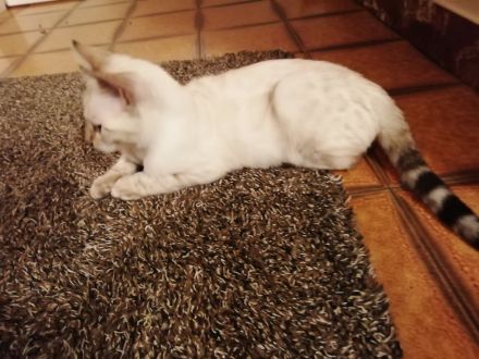 Reinrassige Bengalkätzchen