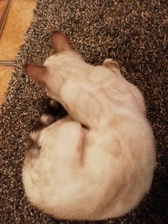 Reinrassige Bengalkätzchen