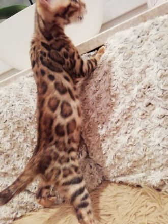 Reinrassige Bengalkätzchen