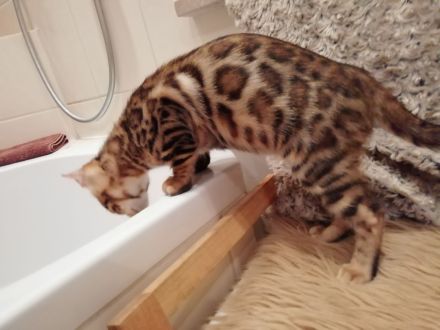 Reinrassige Bengalkätzchen