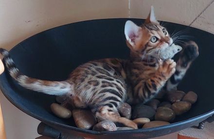 Reinrassige Bengalkätzchen