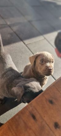 Labradorwelpen mit Papieren