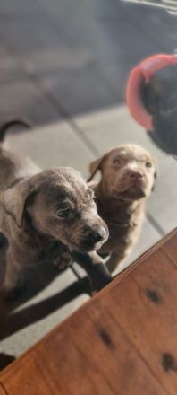 Labradorwelpen mit Papieren