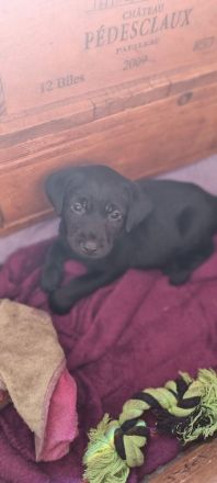 Labradorwelpen mit Papieren