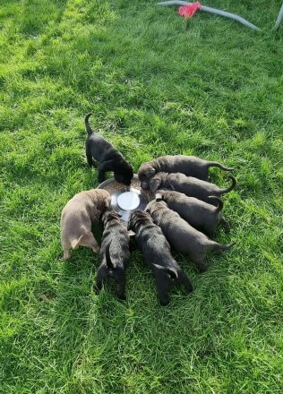 Labradorwelpen mit Papieren