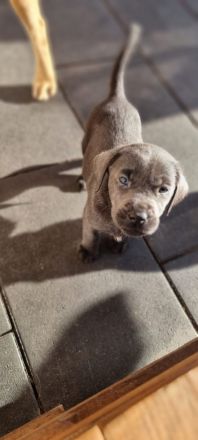 Labradorwelpen mit Papieren