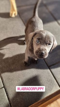 Labradorwelpen mit Papieren