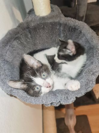 Sphynx Kätzchen suchen neues Zuhause