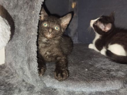 Sphynx Kätzchen suchen neues Zuhause