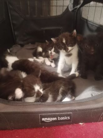 Sphynx Kätzchen suchen neues Zuhause