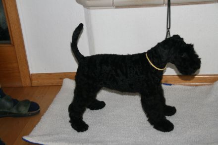 von den Mückenstürmern