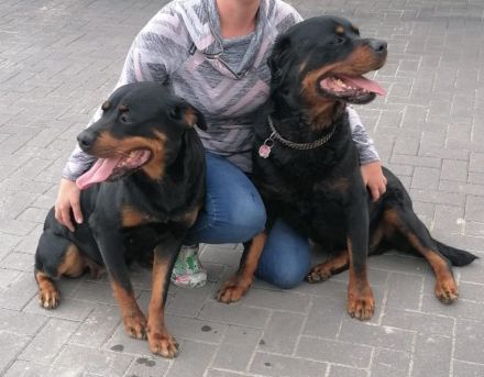 Rottweiler Welpen