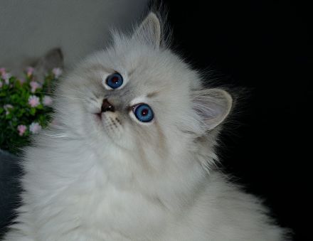 Reinrassige Neva Masquarade Kitten mit Stammbaum