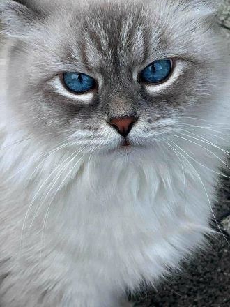 Reinrassige Neva Masquarade Kitten mit Stammbaum