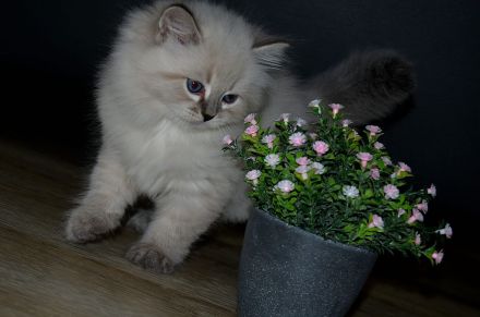 Reinrassige Neva Masquarade Kitten mit Stammbaum