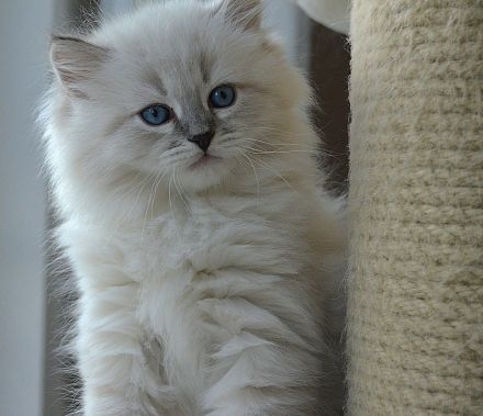 Reinrassige Neva Masquarade Kitten mit Stammbaum