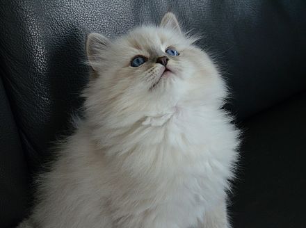 Reinrassige Neva Masquarade Kitten mit Stammbaum