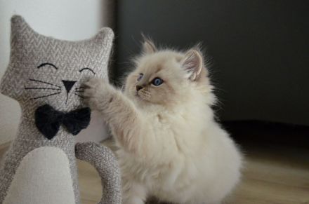 Reinrassige Neva Masquarade Kitten mit Stammbaum