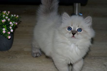 Reinrassige Neva Masquarade Kitten mit Stammbaum