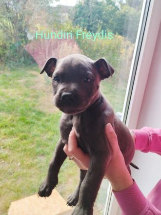 American Bully Mix Welpen