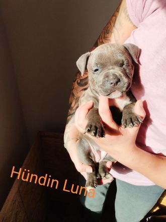 American Bully Mix Welpen