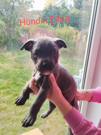 American Bully Mix Welpen