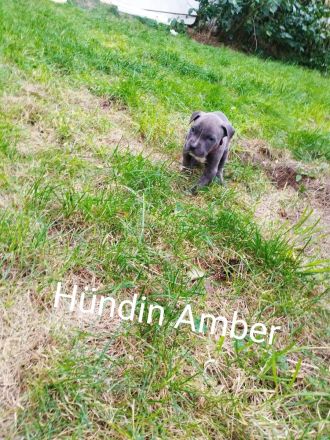 American Bully Mix Welpen
