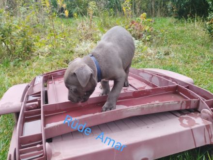 American Bully Mix Welpen