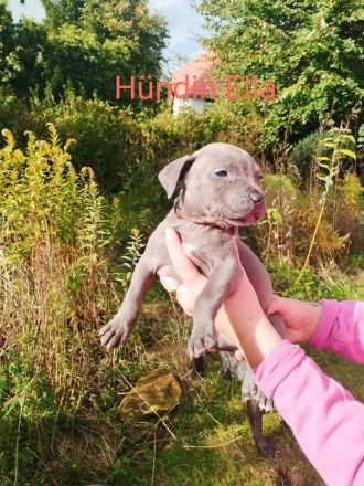 American Bully Mix Welpen