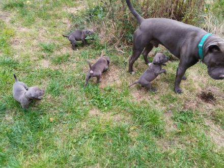 American Bully Mix Welpen