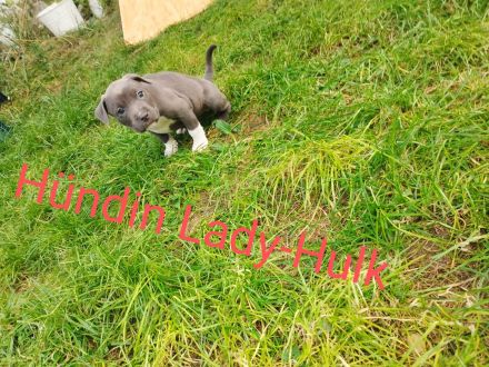 American Bully Mix Welpen