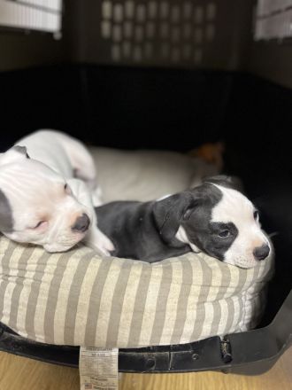 American Bully Welpe