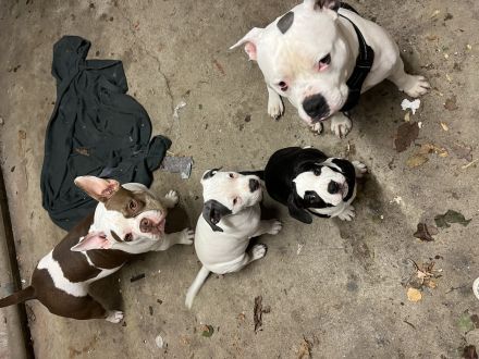 American Bully Welpe