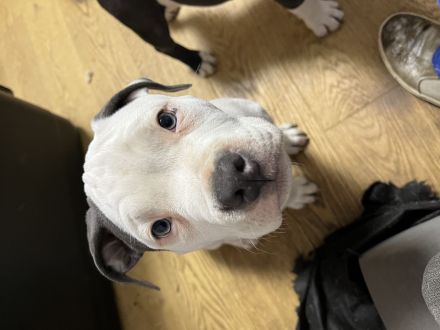 American Bully Welpe