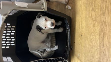 American Bully Welpe