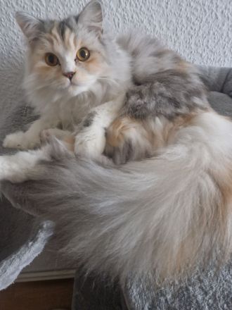 Britisch Langhaar Katze