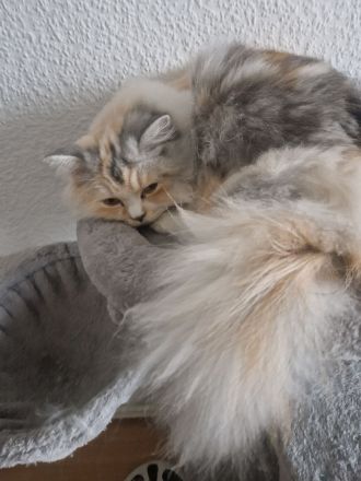 Britisch Langhaar Katze