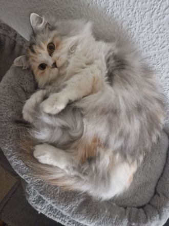 Britisch Langhaar Katze