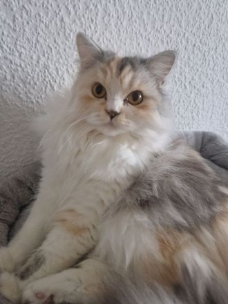 Britisch Langhaar Katze