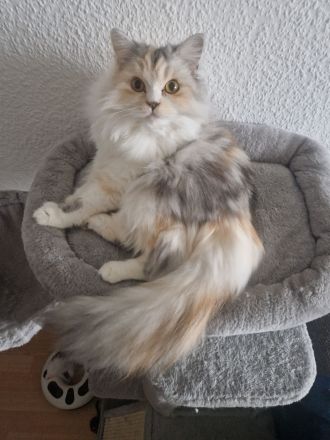 Britisch Langhaar Katze