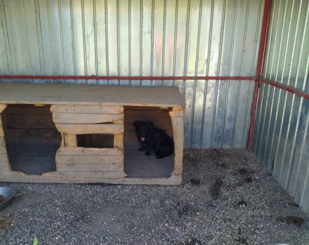 Wer schenkt Wollie ein Leben voller Liebe?