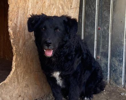 Wer schenkt Wollie ein Leben voller Liebe?