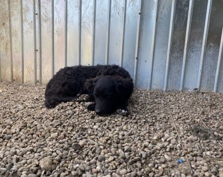 Wer schenkt Wollie ein Leben voller Liebe?