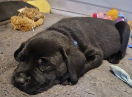 Labrador Welpen