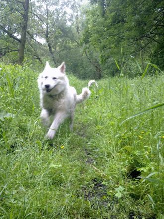 Weißer Schäferhund-Welpen- suchen sofort  neues Zuhause