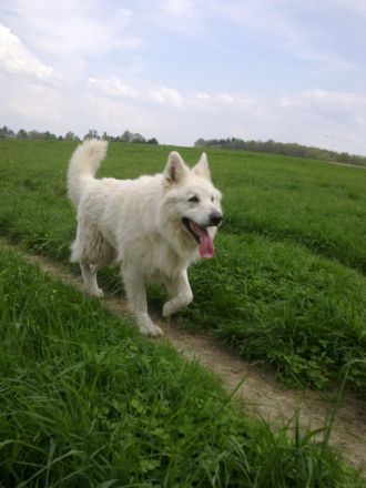 Weißer Schäferhund-Welpen- suchen sofort  neues Zuhause