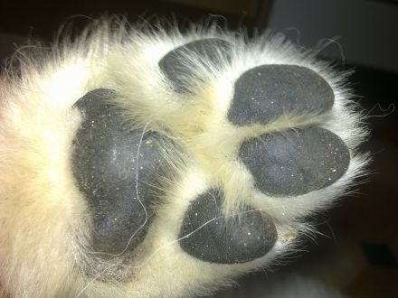 Weißer Schäferhund-Welpen- suchen sofort  neues Zuhause